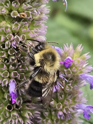 Common Eastern Bumble Bee