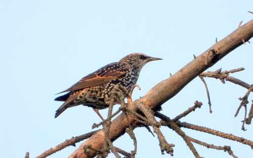 European Starling