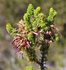 Erica coccinea, photograph (c) Tony Rebelo, some rights reserved (CC BY-SA)