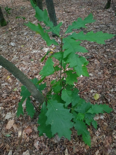 northern red oak