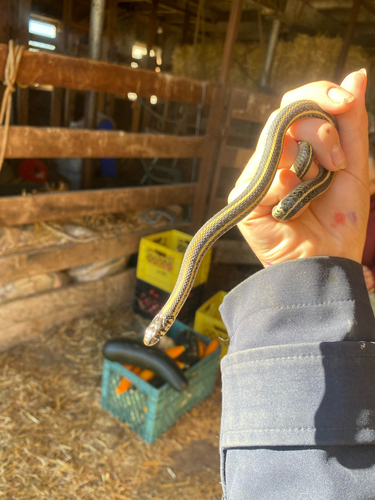 Plains Garter Snake