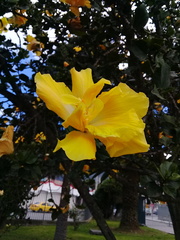 Hibiscus rosa-sinensis