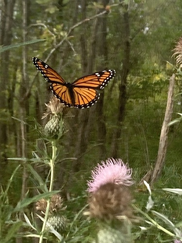 Viceroy