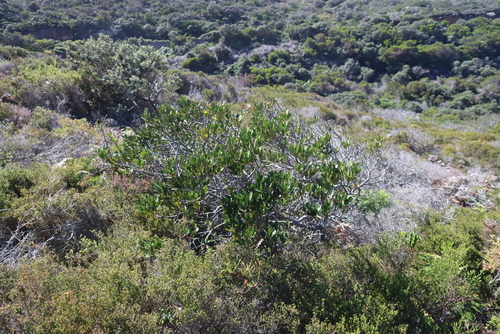 Acacia cyclops, photograph 3