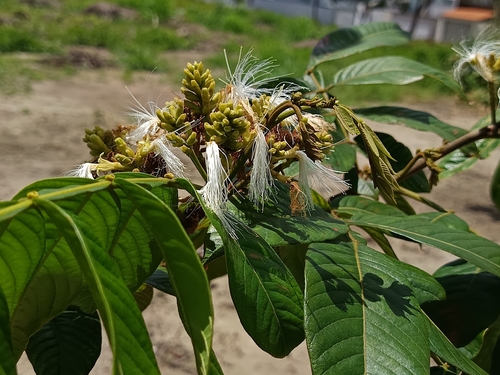 Inga edulis observed 2026-09-21