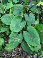 Eurybia macrophylla, photograph author not stated, no rights reserved