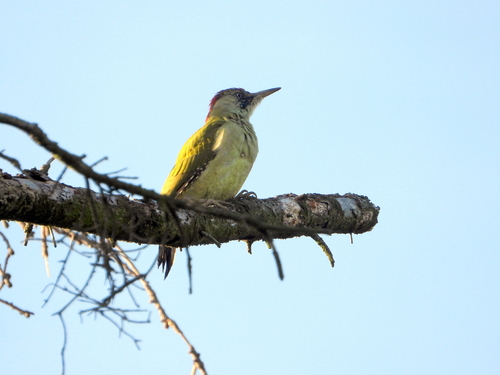 Eurasian Green Woodpecker