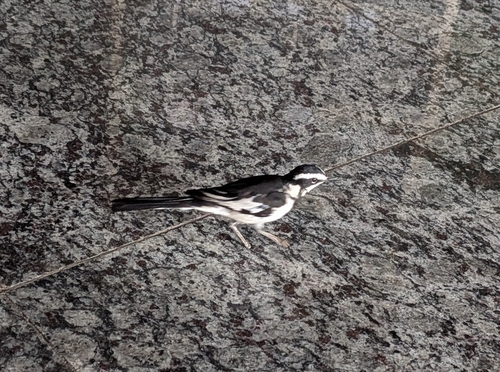 African Pied Wagtail