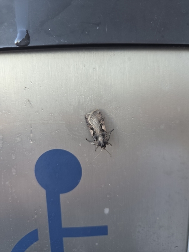 Setaceous Hebrew Character