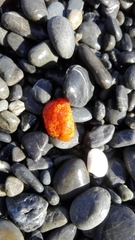Aplidium benhami