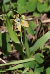 (c) Tony Rebelo, some rights reserved (CC BY-SA) Moraea vegeta, photograph (c) Tony Rebelo, some rights reserved (CC BY-SA)
