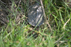 Trachemys venusta venusta