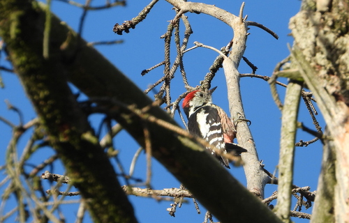 Middle Spotted Woodpecker