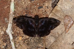 Ebrietas evanidus