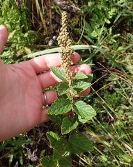 Spiraea tomentosa, photograph (c) Steven Lamonde, some rights reserved (CC BY)