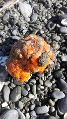Aplidium benhami