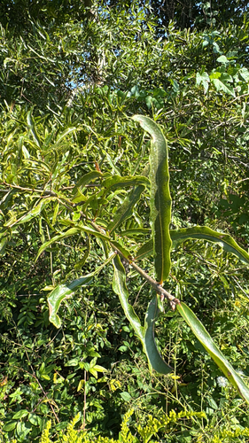 Quercus phellos, photograph 5
