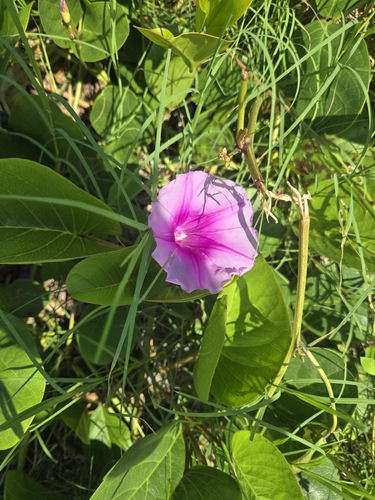 Beach Morning Glory