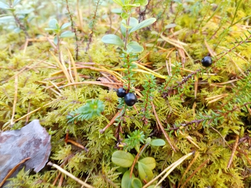 black crowberry