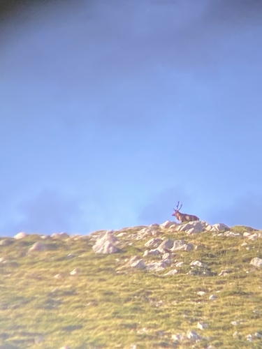 Red Deer