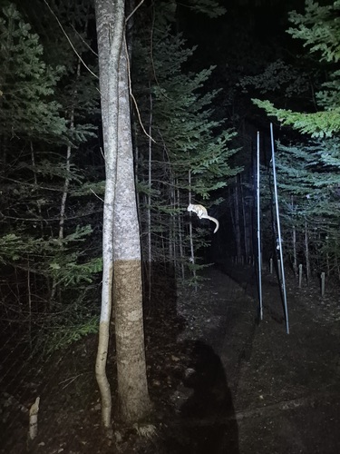 Northern Flying Squirrel