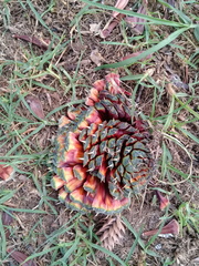 Araucaria angustifolia