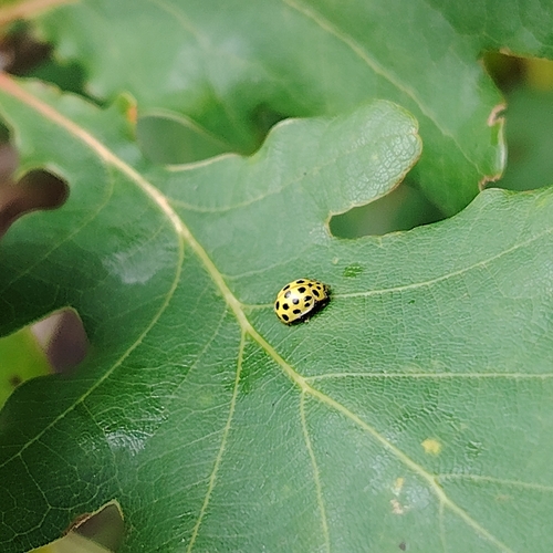 22-spot Ladybird