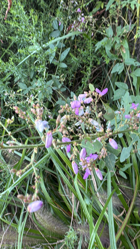 Desmodium glabellum