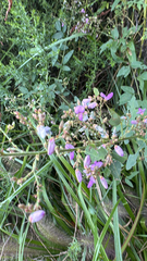 Desmodium glabellum