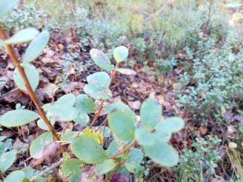 bog bilberry