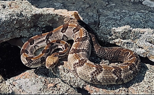 Timber Rattlesnake