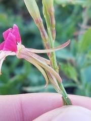 Oenothera hispida