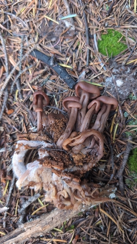 Cluster Cap
