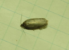 Acleris busckana