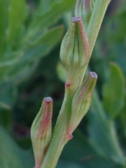 Oenothera hispida