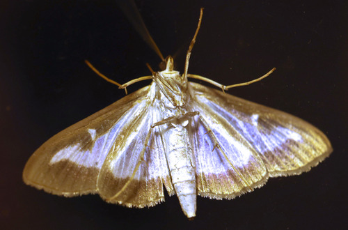 Box Tree Moth