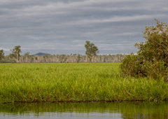 Panicum trachyrhachis