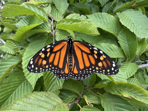 Monarch