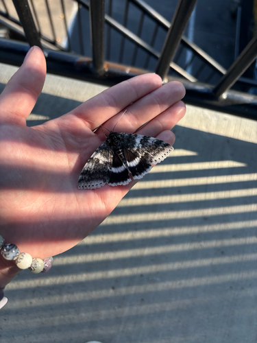 White Underwing