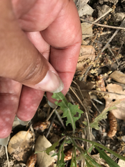 Caulanthus lasiophyllus