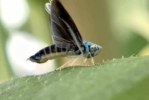 Blue-green Sharpshooter