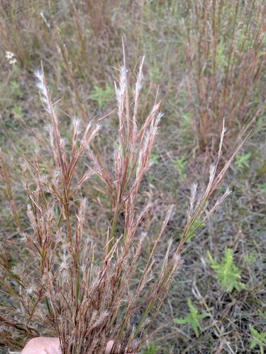 little bluestem