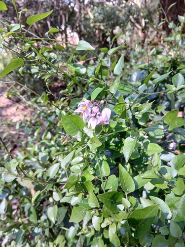potato vine