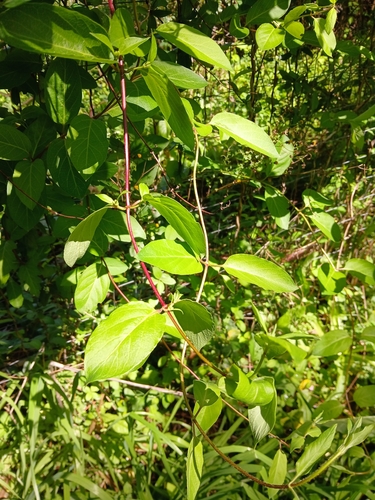 Japanese honeysuckle