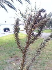 Araucaria angustifolia