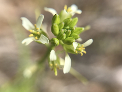Caulanthus lasiophyllus
