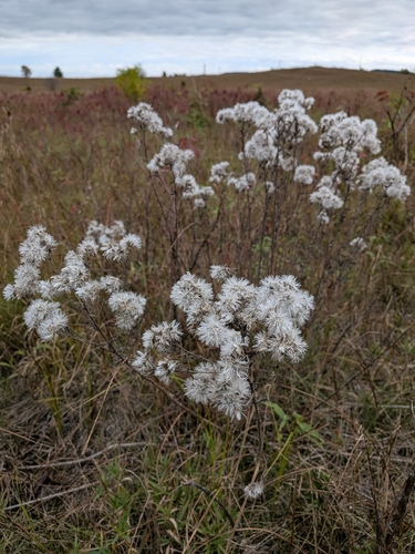 False Boneset