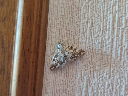 Elophila nymphaeata