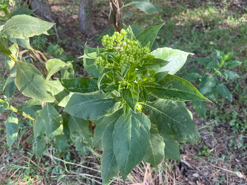frostweed