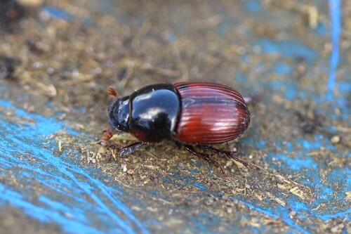 Rhodaphodius foetens